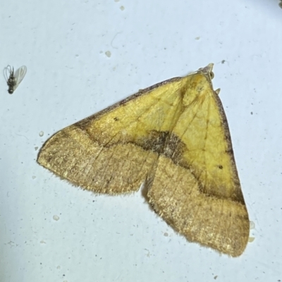 Anachloris subochraria (Golden Grass Carpet) at Jerrabomberra, NSW - 14 May 2022 by Steve_Bok