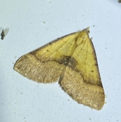 Anachloris subochraria at Jerrabomberra, NSW - 14 May 2022