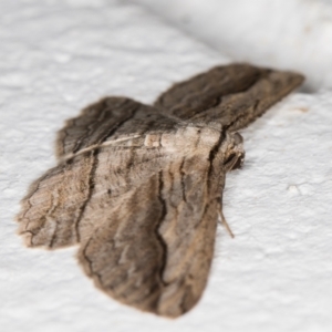 Euphronarcha luxaria at Melba, ACT - 14 May 2022 01:16 AM