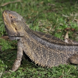 Pogona vitticeps at Acton, ACT - 13 May 2022 01:08 PM