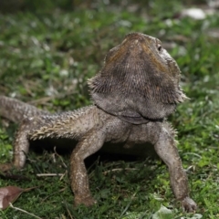 Pogona vitticeps at Acton, ACT - 13 May 2022