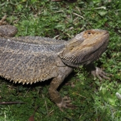 Pogona vitticeps at Acton, ACT - 13 May 2022 01:08 PM