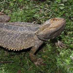 Pogona vitticeps at Acton, ACT - 13 May 2022