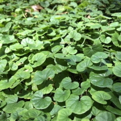 Dichondra repens (Kidney Weed) at Cromer, NSW - 29 Jan 2022 by PatrickCampbell