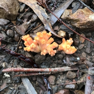 zz coralloid at Mount Jerrabomberra - 15 May 2022 by nessp