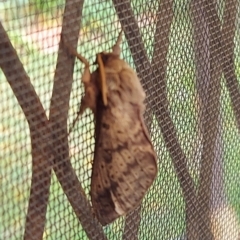 Oxycanus (genus) (Unidentified Oxycanus moths) at Kambah, ACT - 14 May 2022 by GirtsO