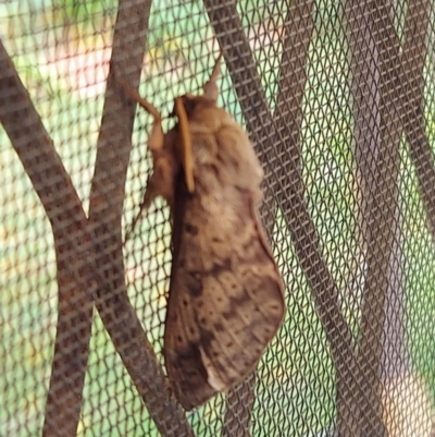 Oxycanus (genus) (Unidentified Oxycanus moths) at Kambah, ACT - 14 May 2022 by GirtsO