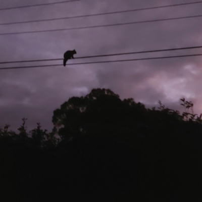 Trichosurus vulpecula (Common Brushtail Possum) at Kambah, ACT - 6 May 2022 by GirtsO