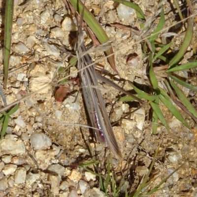 Acrida conica (Giant green slantface) at Paddys River, ACT - 3 May 2022 by GirtsO