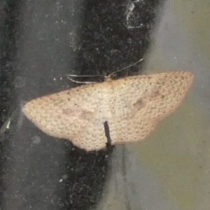 Epicyme rubropunctaria at Boro, NSW - 8 May 2022