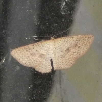 Epicyme rubropunctaria (Red-spotted Delicate) at Boro, NSW - 8 May 2022 by Paul4K