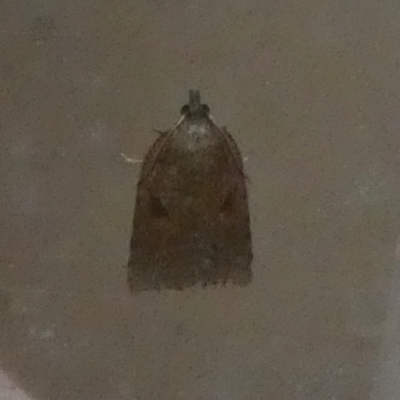 Meritastis polygraphana (Mottled Bell Moth) at Boro, NSW - 8 May 2022 by Paul4K