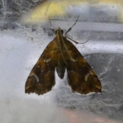 Musotima nitidalis (A Crambid moth) at Boro - 10 May 2022 by Paul4K