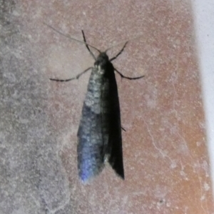 Lepidoscia adelopis, annosella and similar species at Boro, NSW - 10 May 2022