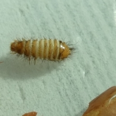 Dermestidae sp. (family) (Dermestid, carpet or hide beetles) at Queanbeyan, NSW - 13 May 2022 by Paul4K