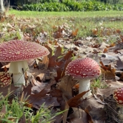 Amanita muscaria (Fly Agaric) at Yerrabi Pond - 14 May 2022 by AJB