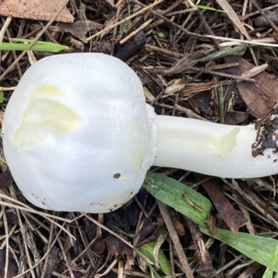 Agaricus 'xanthodermus group' at Yerrabi Pond - 14 May 2022 by AJB