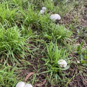 Agaricus 'xanthodermus group' at Amaroo, ACT - 14 May 2022