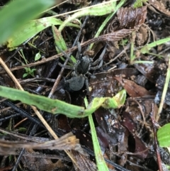 Unidentified Spider (Araneae) at Griffith, ACT - 15 May 2022 by ianandlibby1