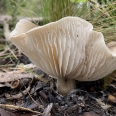 Tricholoma sp. (gills white/creamy) at Stromlo, ACT - 14 May 2022 by AJB