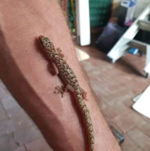 Christinus marmoratus at Crestwood, NSW - 15 May 2022