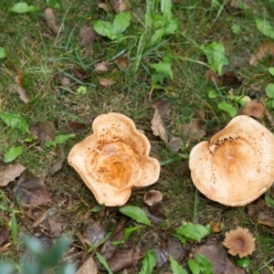 zz agaric (stem; gills not white/cream) at Amaroo, ACT - 15 May 2022