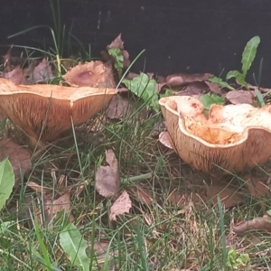 zz agaric (stem; gills not white/cream) at Amaroo, ACT - 15 May 2022