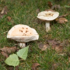 zz agaric (stem; gills white/cream) at Amaroo, ACT - 15 May 2022 by RichForshaw