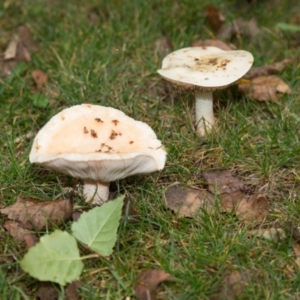 zz agaric (stem; gills white/cream) at Amaroo, ACT - 15 May 2022