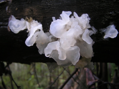 Tremella fuciformis (Snow Fungus) at Paddys River, ACT - 14 May 2022 by MatthewFrawley