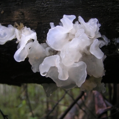Tremella fuciformis (Snow Fungus) at Paddys River, ACT - 14 May 2022 by MatthewFrawley