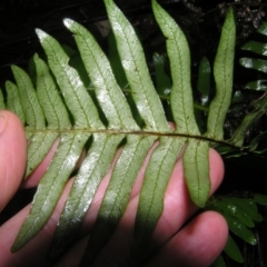 Blechnum nudum at Paddys River, ACT - 14 May 2022 01:26 PM