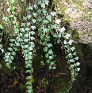 Asplenium flabellifolium at Paddys River, ACT - 14 May 2022 01:30 PM