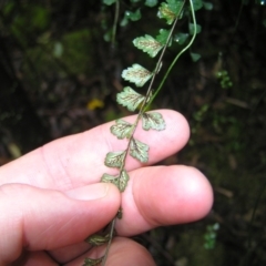 Asplenium flabellifolium at Paddys River, ACT - 14 May 2022 01:30 PM