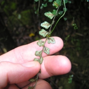 Asplenium flabellifolium at Paddys River, ACT - 14 May 2022 01:30 PM