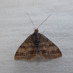 Scopula rubraria (Reddish Wave, Plantain Moth) at Stirling Range National Park, WA - 13 Sep 2019 by Christine