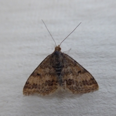 Scopula rubraria (Reddish Wave, Plantain Moth) at Stirling Range National Park, WA - 14 Sep 2019 by Christine