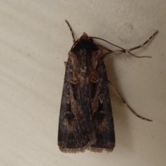 Agrotis munda (Brown Cutworm) at Stirling Range National Park, WA - 14 Sep 2019 by Christine
