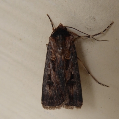 Agrotis munda (Brown Cutworm) at Stirling Range National Park, WA - 14 Sep 2019 by Christine