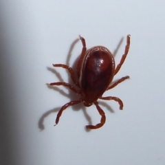 Unidentified Mite and Tick (Acarina) at Stirling Range National Park, WA - 14 Sep 2019 by Christine