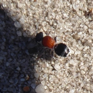 Mutillidae (family) at Cheynes, WA - 16 Sep 2019 03:55 PM