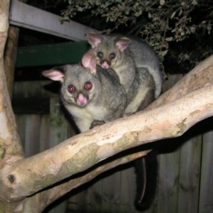 Trichosurus vulpecula at Kambah, ACT - 14 May 2022 05:58 PM