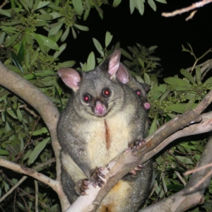 Trichosurus vulpecula at Kambah, ACT - 14 May 2022 05:58 PM