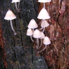 Mycena sp. (Mycena) at Paddys River, ACT - 14 May 2022 by MatthewFrawley