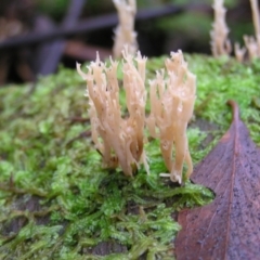 Artomyces sp. (A coral fungus) at Tidbinbilla Nature Reserve - 14 May 2022 by MatthewFrawley