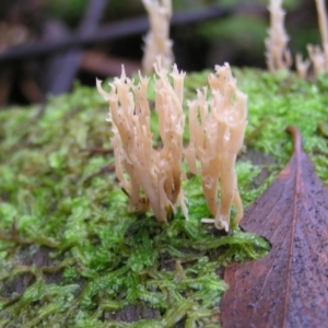 Artomyces sp. at Paddys River, ACT - 14 May 2022