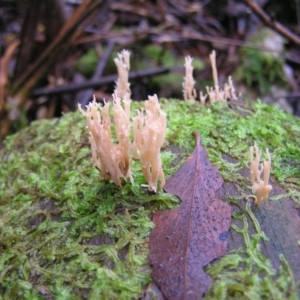 Artomyces sp. at Paddys River, ACT - 14 May 2022