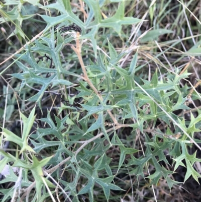 Grevillea ramosissima subsp. ramosissima (Fan Grevillea) at Jerrabomberra, NSW - 15 May 2022 by Mavis