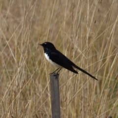 Rhipidura leucophrys (Willie Wagtail) at Paddys River, ACT - 14 May 2022 by MatthewFrawley