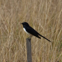 Rhipidura leucophrys (Willie Wagtail) at Namadgi National Park - 14 May 2022 by MatthewFrawley